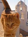 Another one of those island cats.